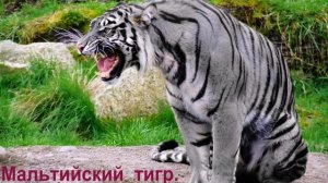 Какие бывают тигры.What are the tigers.