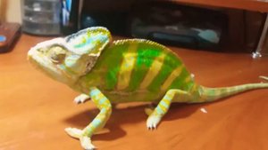 отличие между самцом хамелеона и самкой (йеменского)
