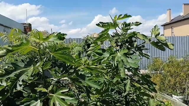 Чем я обрабатываю инжир. Вредители на инжире