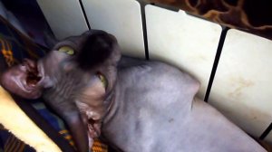 сфинксы мёрзнут зимой... и потеют летом :)