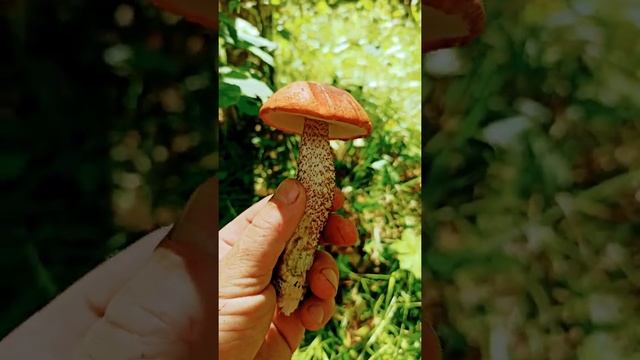 Красные Атакуют! Лесные Подосиновики! MUSHROOMS 2022! смотреть онлайн
