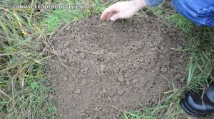 How To Identify If You Have Gophers, Moles, Or Voles Digging Up Your Yard.