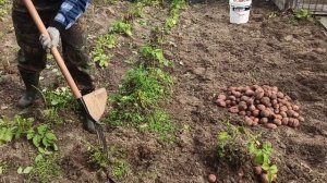 Простая приспособа для копки картофеля!