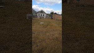 Разведение овец в домашних условиях без выпаса