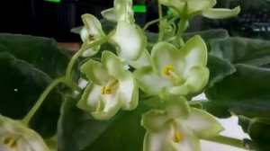 Emerald Love
фіалка стандарт