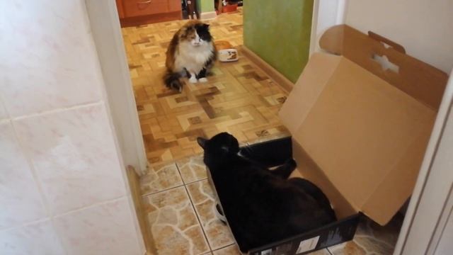 ПОГЛАДЬ КОТА! Как сделать кошку счастливой. Видео для поднятия настроения. смотреть онлайн