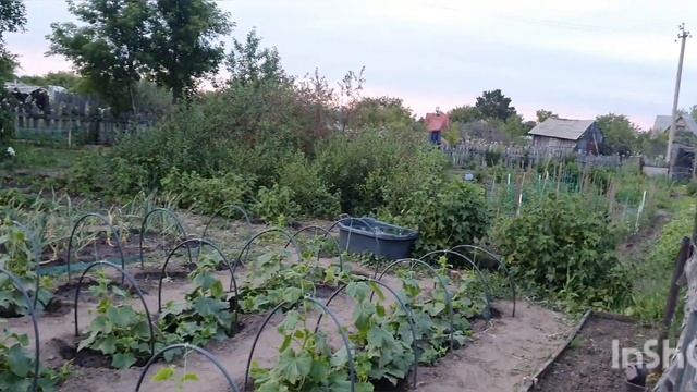 Дачный Сезон 2022 год ? #огород#сад#грядки#клубника#яблоки#помидоры#рассада#шашлыки#огурцы смотреть онлайн