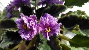 Фиалки. Мучнистая роса.