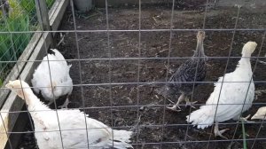 Индюки Биг-6 и Бронза-708 в возрасте 1 месяц. Переход на уличное содержание.