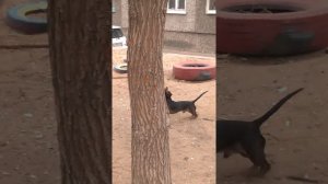 Такса_Чарлик =) Такса прыгает за кошкой