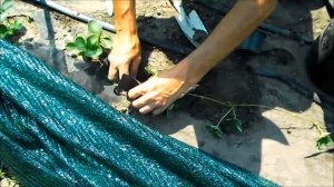 Спасаем клубнику от личинки майского жука