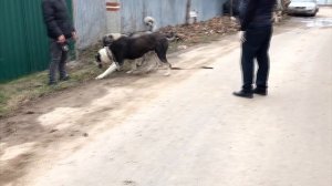 Гампр VS Алабай Знакомство закончилось Конфликтом