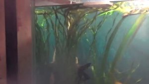 Смешанный аквариум: гурами, скалярии, сомики.