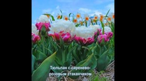 Супер тюльпан, красавец "Ice Cream" (Пломбир)