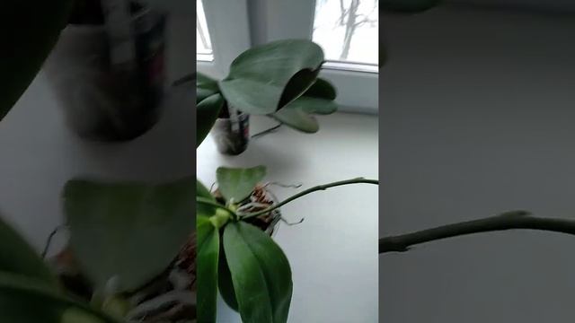 переезд орхидей из Екатеринбурга и в Воронеж зимой. часть 4 распаковка смотреть онлайн