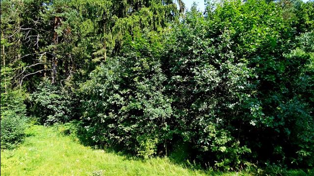 Самые красивые звуки для расслабления, отдыха и сна. Пение птиц в лесу