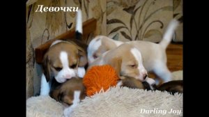 1 месяц щенкам бигля из помета-Y