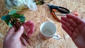 Зверобой кустарниковый-находка для оформления участка