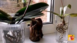 ПОЛЕЙ ЭТИМ ОРХИДЕИ,ЕСЛИ ХОТИТЕ УВЕЛИЧИТЬ СРОК ЦВЕТЕНИЯ.ЧТО БЫ КОРНИ НЕ ГНИЛ,ПРАВИЛЬНЫЙ РЕЖИМ ПОЛИВА