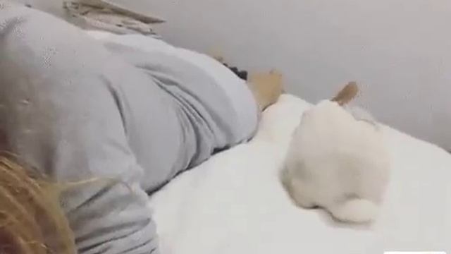 Кролик видит что лежит его хозяйка и ложится рядом смотреть онлайн