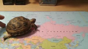 Где купить сухопутную черепашку?