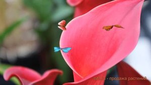 Калла обыкновенная Ред Чарм (calla red charm) ? Ред Чарм обзор: как сажать, луковицы каллы Ред Чарм