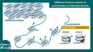 Chromosome structure | Chromatin organization | 3D chromatin | levels of organization in chromosome