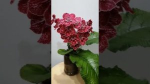 Стрептокарпус DS-Земляника. Обзор.
