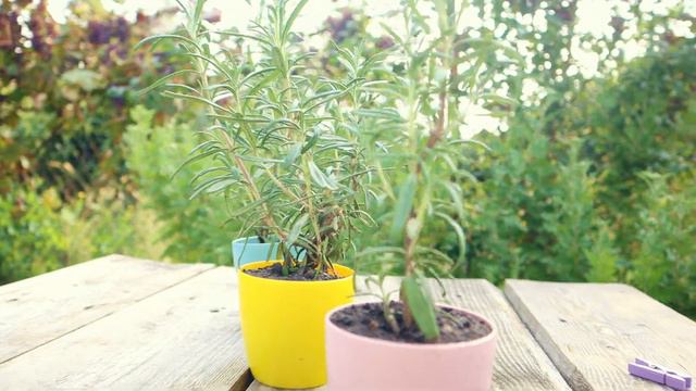 Rosemary flavor | Аромат розмарина | Gardens commercial video