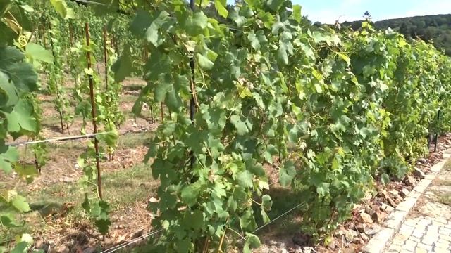 Vitis způsob vedení смотреть онлайн