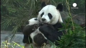 Самое лучшее на свете место для этих милых медвежат панда -  объятия маминых лап!