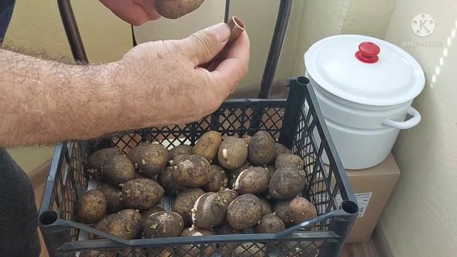 Делайте так, картошки будет много смотреть онлайн