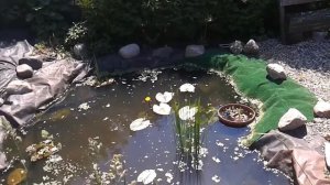 Как сделать своими руками Пруд на даче?