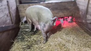 Купили горох и премикс//Делаем новый корм для свиней//Как прошёл сегодняшний день/Тест на стельност