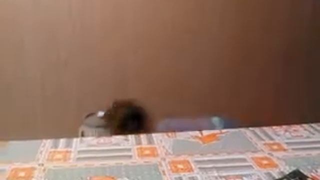 Мексиканка шпагат перекат смотреть онлайн