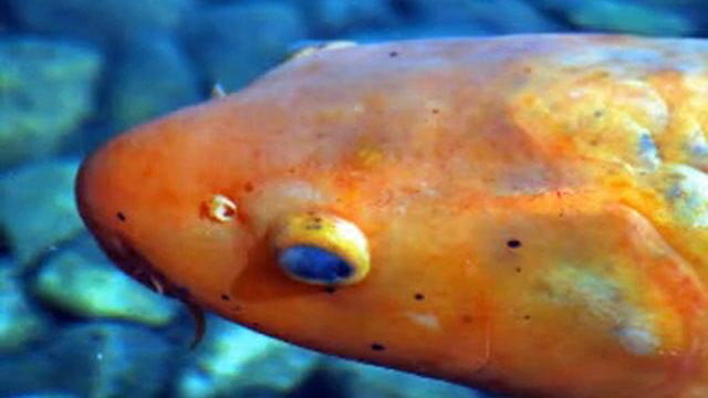 Passion Poissons смотреть онлайн