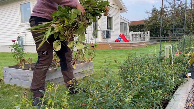 TA UPP OCH FÖRVARA DAHLIOR 🌸 - från jord till låda [QUIET VLOGG] смотреть онлайн