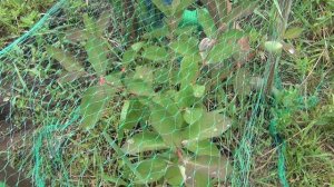 ПТИЦЫ СКЛЕВАЛИ ВСЮ ЖИМОЛОСТЬ