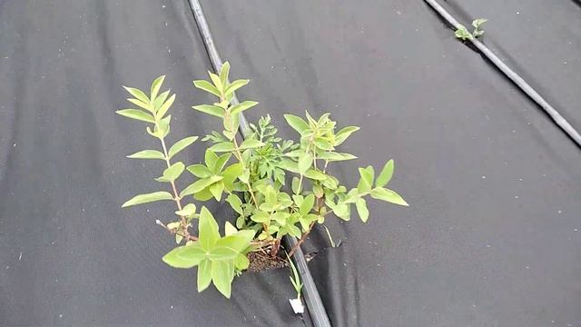 Жимолость Канадские и Бакчарские сорта. Совместная закупка смотреть онлайн