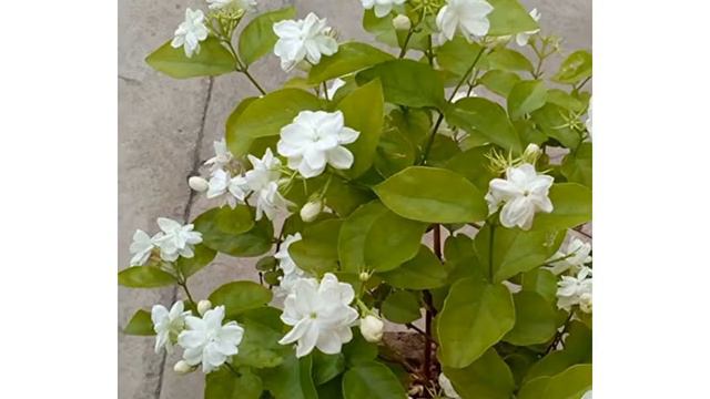 JASMINE : A GIFT FROM GOD смотреть онлайн