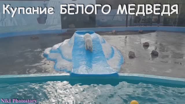 ✅Купание Белого Медведя. Игры с мячом в воде. ✅Зоопарк "Лимпопо" в Нижнем Новгороде.