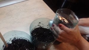 ПОСЕВ БАКЛАЖАН БЕЗ ПИКИРОВКИ | ПРОВЕРЕННЫЙ МЕТОД | НАЧИНАЮЩИМ САДОЛЮБАМ ПОНРАВИТСЯ!