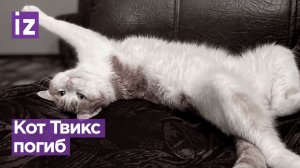 Кот Твикс, которого высадили с поезда, погиб, его смерть подтвердил «Известиям» хозяин животного