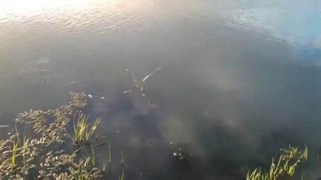 Теплый канал Ростовская обл смотреть онлайн