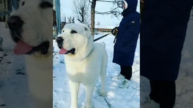 Щенок среднеазиатской овчарки из питомника Таёжный Талисман 9 месяцев.у нас в питомнике есть щенки