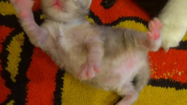 251. Котятам 13 дней. Котята Шотландской вислоухой кошки.