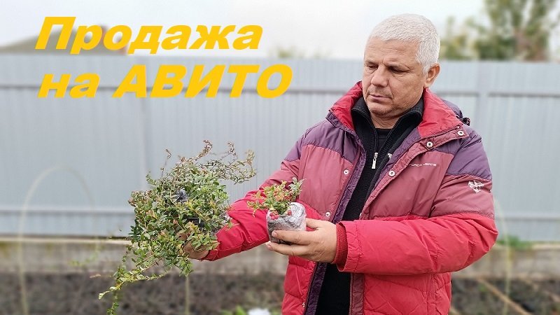 Купить Саженцы В Саратове На Авито