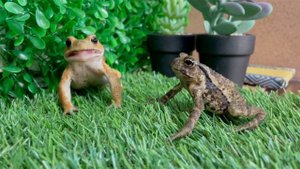 Впервые лицом к лицу