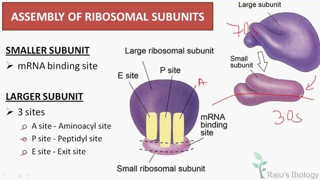 Translation: mRNA to Protein - - Molecular Basis of Inheritance in Tamil (17) - Rajus Biology