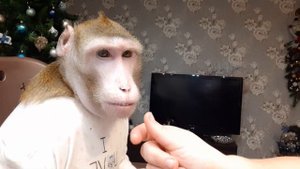 Плохому учатся быстро / научили на свою голову (обезьянки макака Федя и капуцин Ульяна)